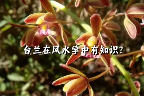 台兰在风水学中有知识？