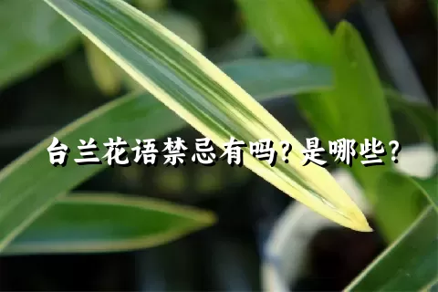 台兰花语禁忌有吗？是哪些？