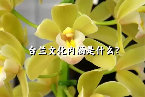 台兰文化内涵是什么？