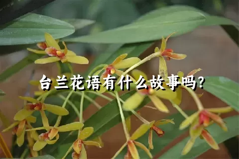 台兰花语有什么故事吗？