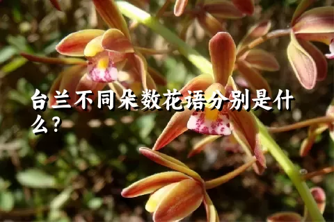 台兰不同朵数花语分别是什么？