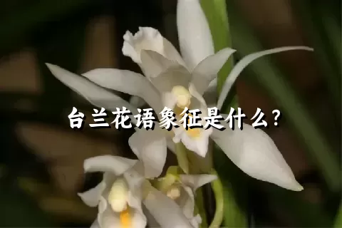 台兰花语象征是什么？