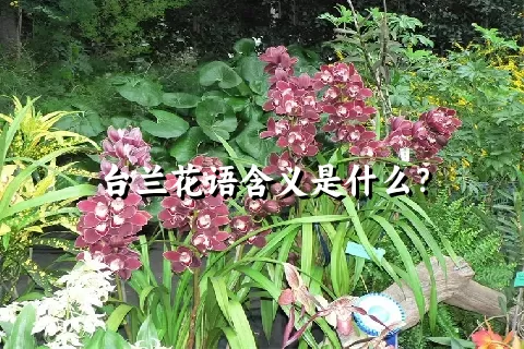 台兰花语含义是什么？