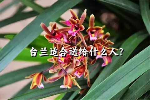 台兰适合送给什么人？