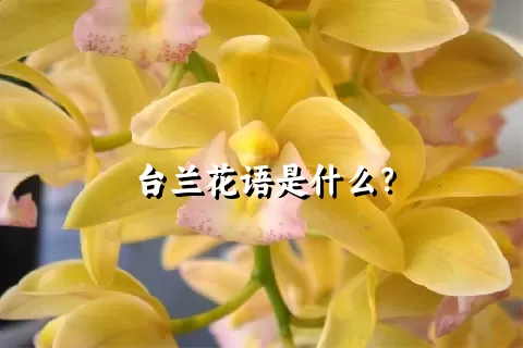 台兰花语是什么？