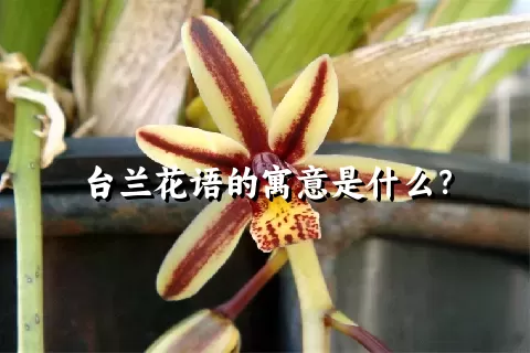 台兰花语的寓意是什么？