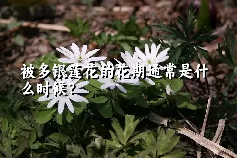 被多银莲花的花期通常是什么时候？