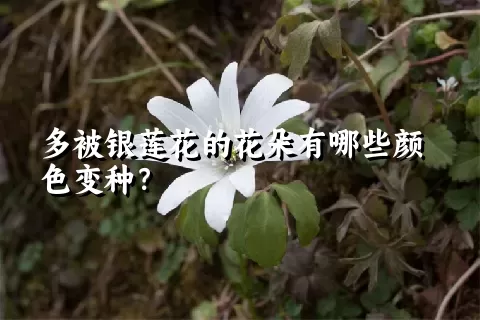 多被银莲花的花朵有哪些颜色变种？