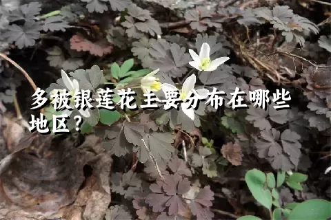 多被银莲花主要分布在哪些地区？