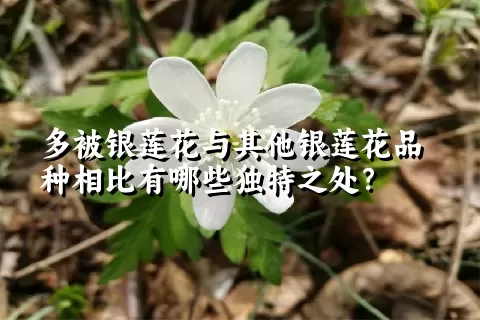 多被银莲花与其他银莲花品种相比有哪些独特之处？