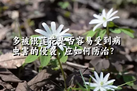 多被银莲花是否容易受到病虫害的侵袭，应如何防治？