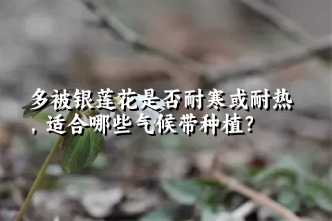 多被银莲花是否耐寒或耐热，适合哪些气候带种植？