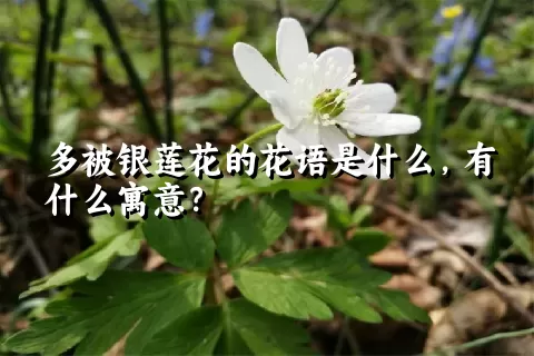 多被银莲花的花语是什么，有什么寓意？