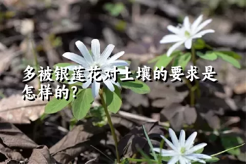 多被银莲花对土壤的要求是怎样的？