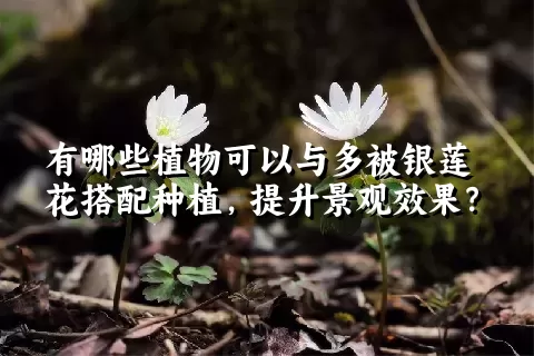 有哪些植物可以与多被银莲花搭配种植，提升景观效果？