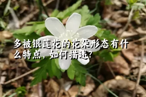 多被银莲花的花朵形态有什么特点，如何描述？