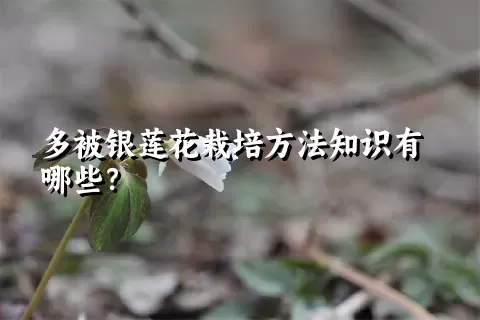 多被银莲花栽培方法知识有哪些？