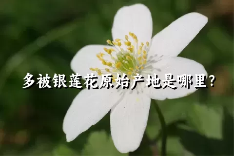 多被银莲花原始产地是哪里？