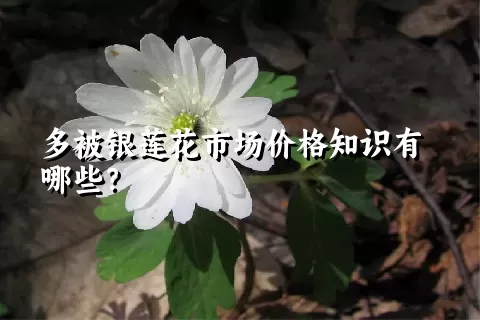 多被银莲花市场价格知识有哪些？