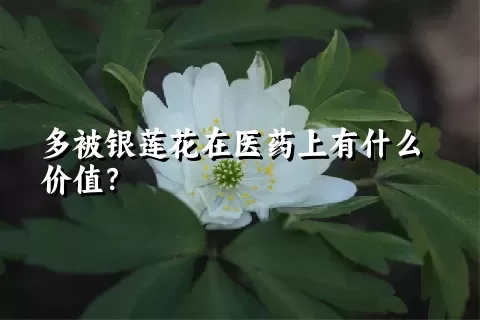 多被银莲花在医药上有什么价值？