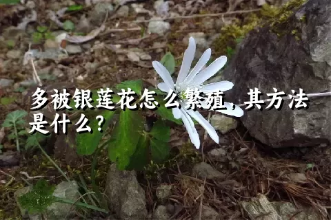 多被银莲花怎么繁殖，其方法是什么？