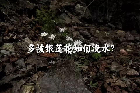 多被银莲花如何浇水？