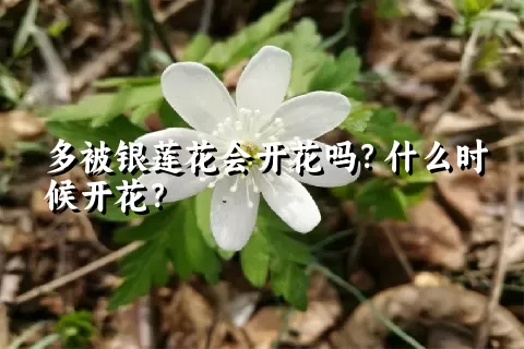 多被银莲花会开花吗？什么时候开花？