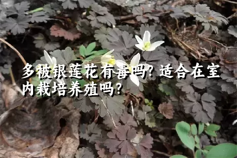 多被银莲花有毒吗？适合在室内栽培养殖吗？