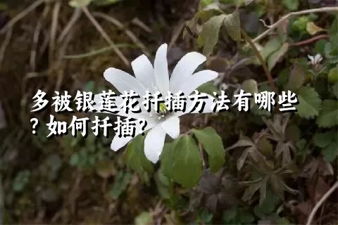 多被银莲花扦插方法有哪些？如何扦插？