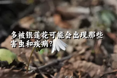 多被银莲花可能会出现那些害虫和疾病？