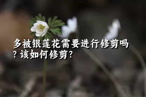 多被银莲花需要进行修剪吗？该如何修剪？