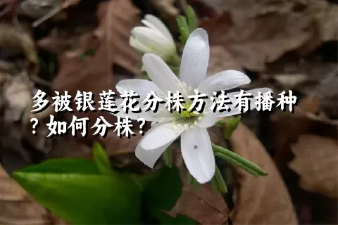 多被银莲花分株方法有播种？如何分株？