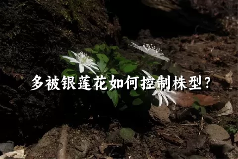 多被银莲花如何控制株型？