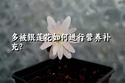 多被银莲花如何进行营养补充？