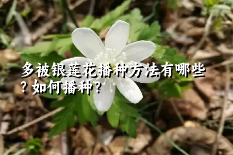 多被银莲花播种方法有哪些？如何播种？