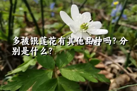 多被银莲花有其他品种吗？分别是什么？