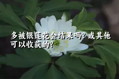 多被银莲花会结果吗？或其他可以收获的？