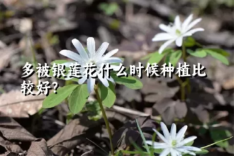 多被银莲花什么时候种植比较好？