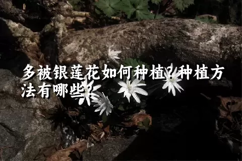 多被银莲花如何种植？种植方法有哪些？