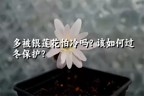 多被银莲花怕冷吗？该如何过冬保护？