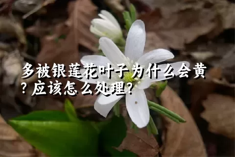 多被银莲花叶子为什么会黄？应该怎么处理？