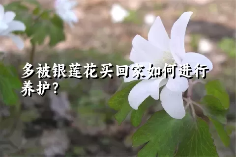 多被银莲花买回家如何进行养护？