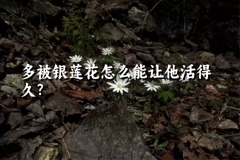 多被银莲花怎么能让他活得久？