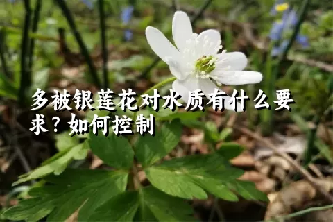 多被银莲花对水质有什么要求？如何控制