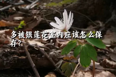 多被银莲花室内应该怎么保存？