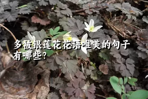 多被银莲花花语唯美的句子有哪些？