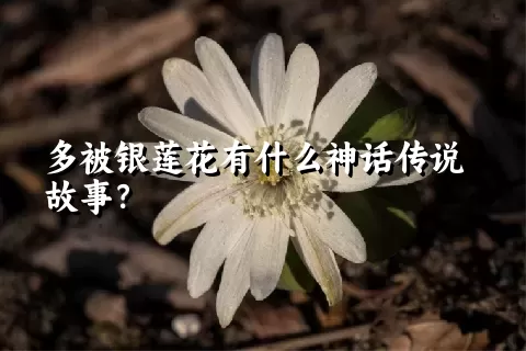 多被银莲花有什么神话传说故事？