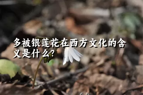 多被银莲花在西方文化的含义是什么？