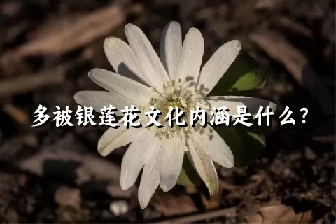 多被银莲花文化内涵是什么？