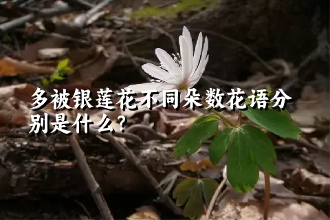 多被银莲花不同朵数花语分别是什么？